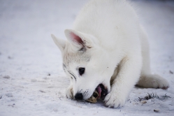 Hope - Wspolne zabawy szczeniat 11 tygodni